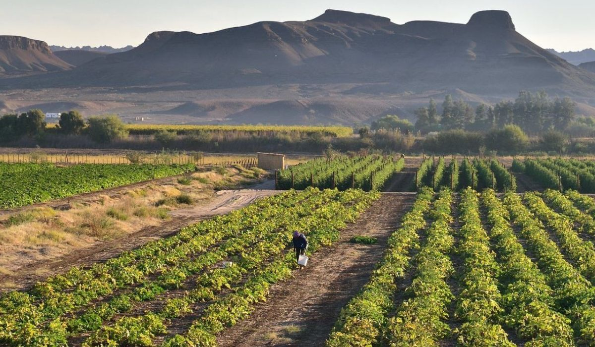 Direct Farming KBK Commodities Inc. | Premium Spice Supplier Canada